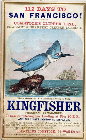 Kingfisherclipper.jpg
